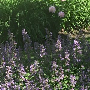 Meet your Posher, Olga